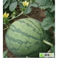 内蒙古赤峰翁旗西瓜：冠龙 新红宝