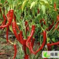 吉林洮南西农8号0.25起，京欣0.3起