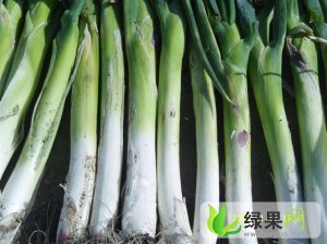 黑龙江绥化大葱现已开始上市
