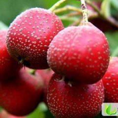 山东沂蒙山区大量优质山楂上市