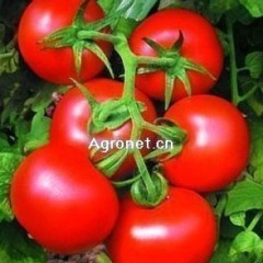 聊城市莘县大红西红柿