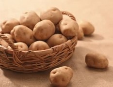 内蒙9月17号土豆（马铃薯）价格行情