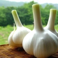 江苏大蒜产区9月19日价格行情