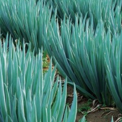 大量的章丘大葱陆续上市