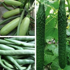 黄瓜已大量上市正在热销，质优价廉