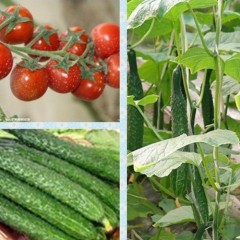 燕店镇万亩无公害鲜花黄瓜