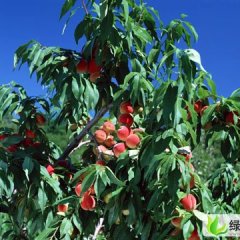 冀东产区蜜桃成熟，今日1.5元/斤 另供柿子 梨