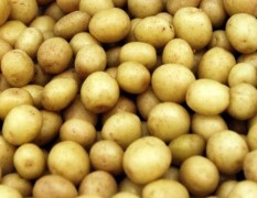 宁津县2000亩优质克新马铃薯