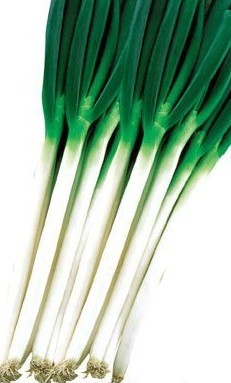 平度铁杆大葱在全国品质最好