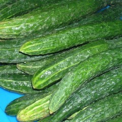 莘县黄瓜9月22日价格，大量上市0.9-1.5元/斤