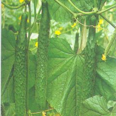 莘县黄瓜上午抢购抬价涨2-3毛！装车1.2-1.7元/斤