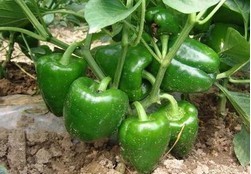 山东潍坊青州大棚瓜菜10月10日行情