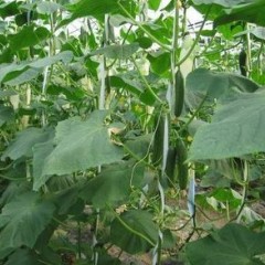 山东莘县黄瓜今日开磅价格1.2-1.7元/斤