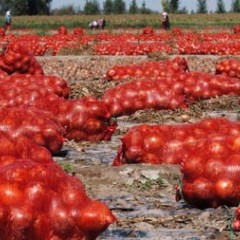 民勤黄皮、红皮洋葱大量上市了