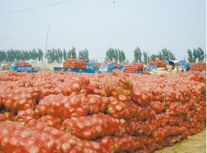 甘肃民勤素有洋葱之乡的美称，现大量上市