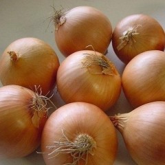 甘肃酒泉/白银洋葱9月24日价格行情