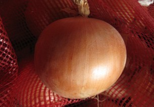 甘肃2000吨，黄皮洋葱上市，品质好，价格低