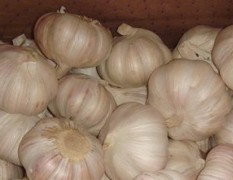 斑鸠店杂交红蒜价格：9毛左右，蒜苔：2.50元/斤
