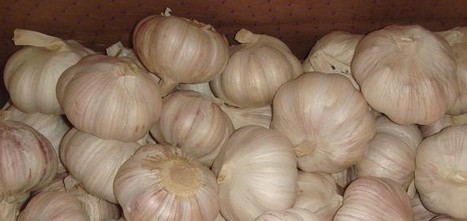 斑鸠店杂交红蒜价格：9毛左右，蒜苔：2.50元/斤