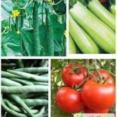 山东聊城莘县黄瓜、茄子、芸豆、西葫芦