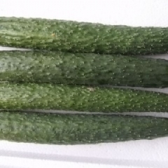 山东莘县黄瓜大条：1.2至1.8元/斤，有上涨趋势