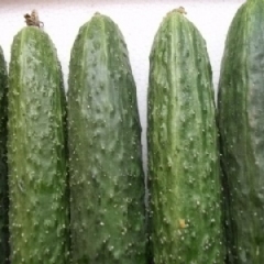 聊城市莘县圣女果洋香瓜黄瓜种植基地