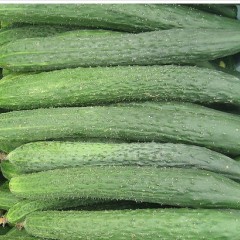 莘县黄瓜价格：1-1.2元/斤，天气放晴，黄瓜掉价了