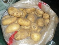内蒙阿尔山市土豆价格，新克一号：0.36-0.38元/斤