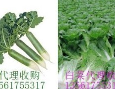 肥城北京新三号大白菜