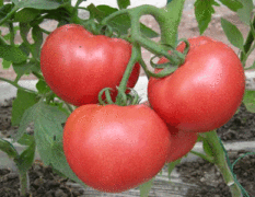河南新乡粉红西红柿：1.6元/斤，10月1大量上市