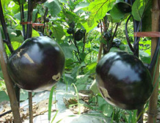 山东青州蔬菜下滑圆茄晚间价格：1.1-1.2元/斤  降2毛
