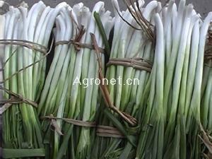 黑龙江绥化高白大葱晚间价格：0.20至0.25元/斤
