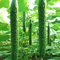 山东莘县黄瓜持续掉价，今天价格：0.7至1.1元/斤