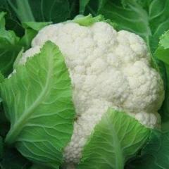 河北清苑县白菜花超低价：0.9-1.0元/斤	