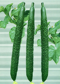  山东莘县9月30日黄瓜大幅度掉价：0.4至0.7元/斤