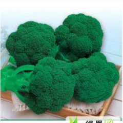 豫东优质西兰花