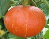 10月8日山东昌乐县南瓜价格：1.20左右