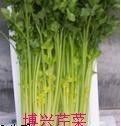 30万亩无公害芹菜，万亩辣椒现已上市