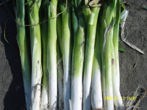 10月9日黑龙江绥化大葱价格：0.16元/斤