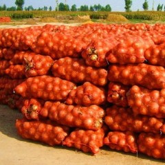 民勤现有红黄洋葱大量上市