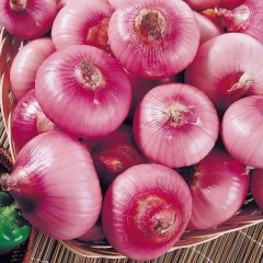 郑州刘庄蔬菜批发市场专业经营洋葱