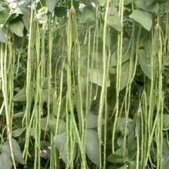 2011年10月11日山东青州豆角价格行情，下滑