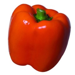 2011年10月11日山东青州辣椒价格行情