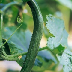 2011.10月11日山东莘县董杜庄黄瓜价格：0.8元/斤