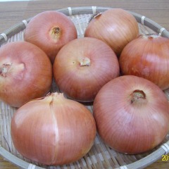 2011.10月11日甘肃民勤县洋葱价格行情