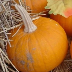 2011.10月14日山东昌乐县红栗南瓜价格平稳