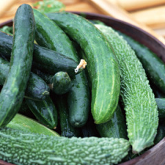 2011.10月14日山东莘县黄瓜价格下滑：0.4-0.5元/斤