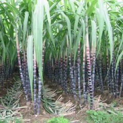 10月14日广东韶关市翁源县黑皮甘蔗价格:0.8-0.85元/斤