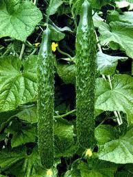 2011.10月15日山东莘县黄瓜掉价了：0.2至0.6元/斤