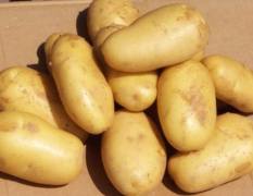 2011.10月15日内蒙乌兰察布土豆价格上涨
